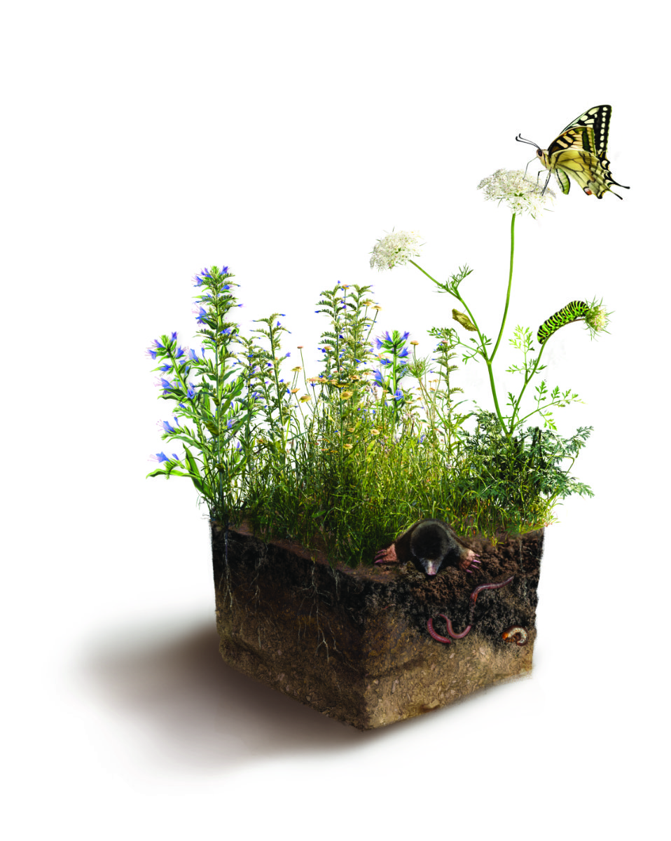 Bodenblock: Pestizide lagern sich auf der Vegetation und im Oberbodem ab. 