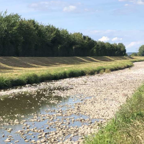 Dreisam bei Freiburg, ausgetrocknet