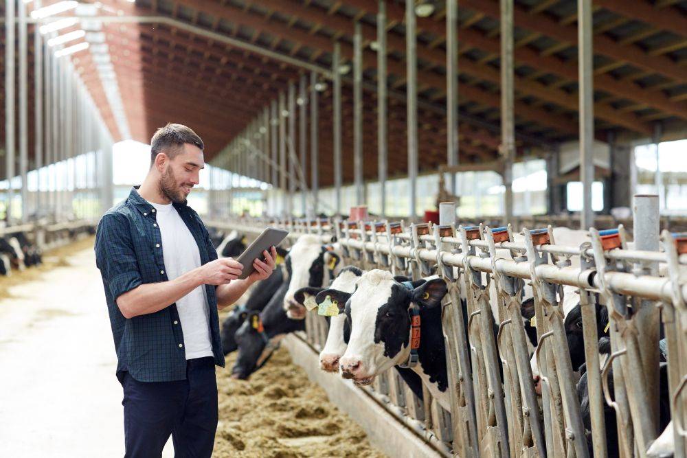 Heutzutage können Landwirte ihren Viehbestand mit dem Tablet, das heißt mithilfe von Apps und Software, verwalten.