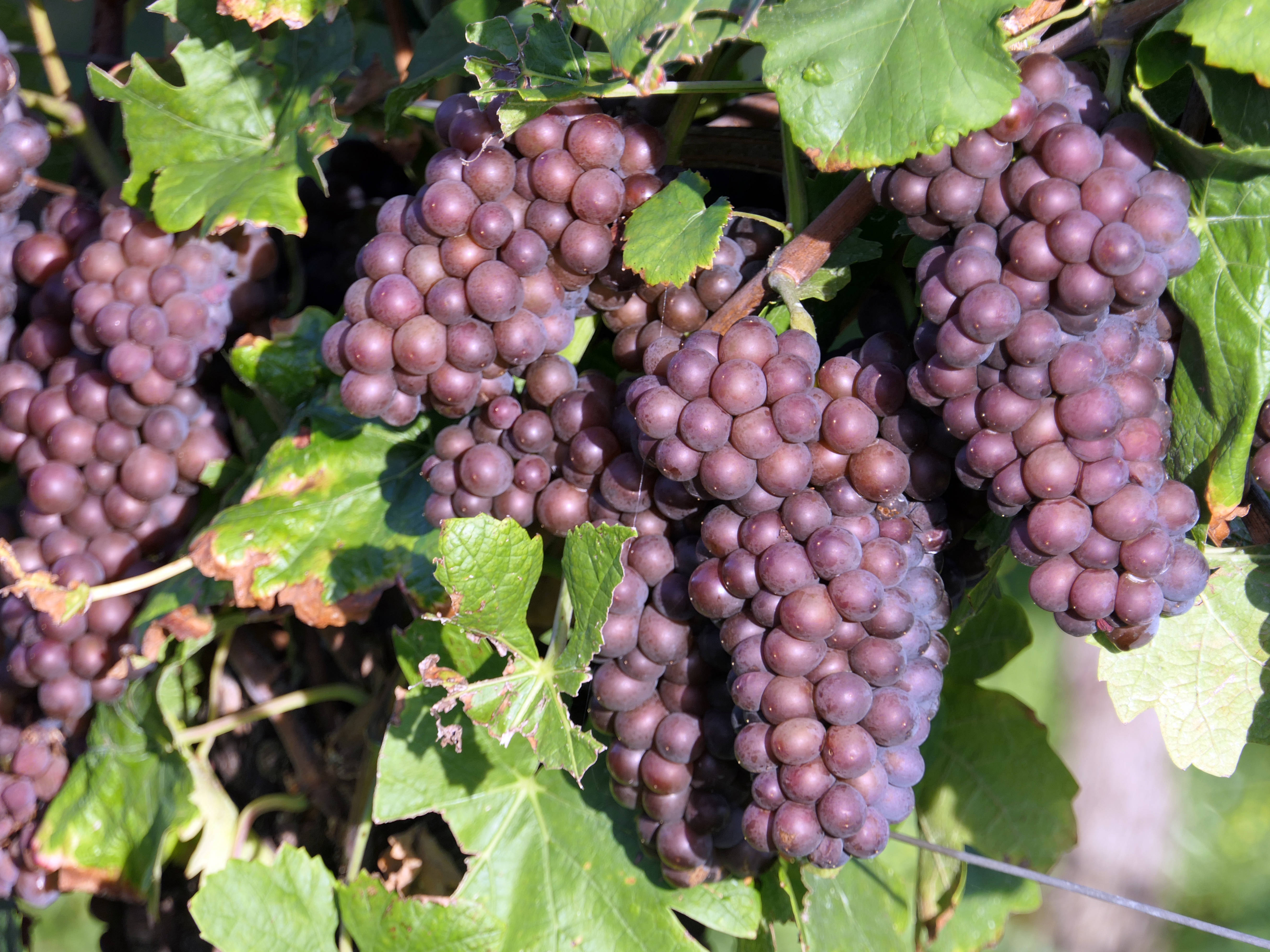 Weinreben mit dunklen Trauben