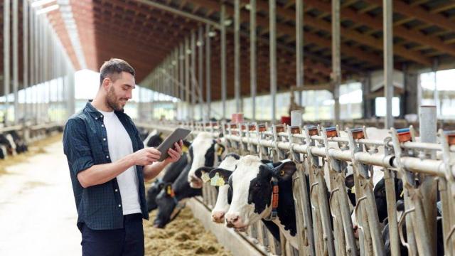 Heutzutage können Landwirte ihren Viehbestand mit dem Tablet, das heißt mithilfe von Apps und Software, verwalten.