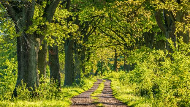   Forest regeneration: better without powdery mildew 
