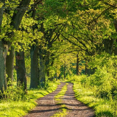 Mit alten Eichen gesäumter Weg