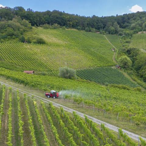 Hügelig grüne Weinberge mit einem Traktor auf einem Weg, umgeben von Natur und Pflanzen, Luftaufnahme, Traktor bringt Pestizide in den Weinbergen aus